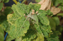 Plant d'aubergine présentant des symptômes caractéristiques de Eggplant mottled  dwarf virus